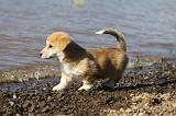 CORGI PEMBROKE 739